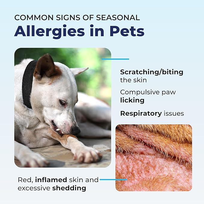 Vetnique Dermabliss Dog Allergy Relief & Immune Support Supplement Allergy Chews for Dogs Itching and Licking with Omega 3 Fish Oil & Probiotics for Itch Relief - Vet Recommended (30 Count Chews)