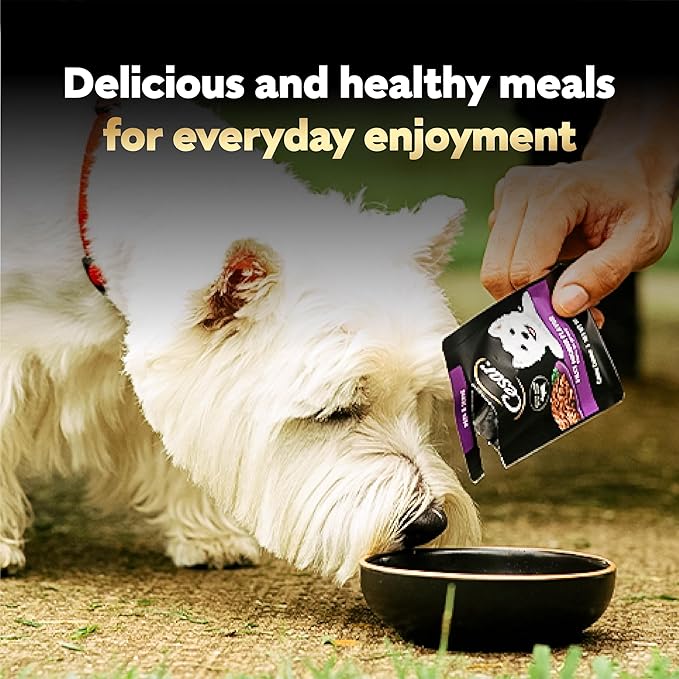Cesar Filets in Gravy Wet Dog Food, Filet Mignon Flavor, 1.76 oz. Mini-Pouches, 20 Count (Pack of 1)