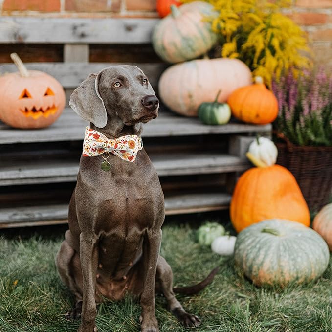 Lionheart glory Premium Dog Collars, Bowtie Dog Collar, Heavy Duty Adjustable Fall Dog Collar for Large Dogs Pumpkin pet Collars, Collar Dog Bow