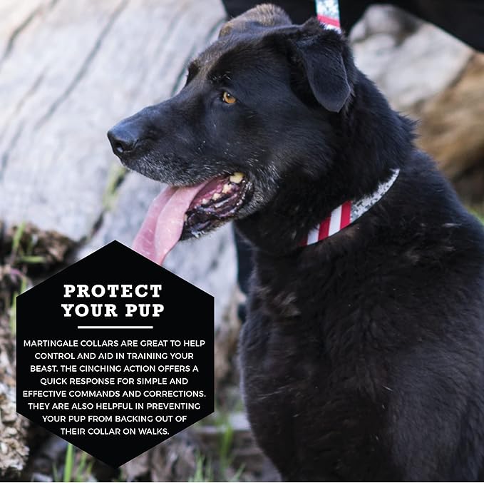 Wolfgang Heavy Duty Martingale Dog Collar with Quick Release Nylon Buckle for Walking & Training, DigitalDog Print, Small