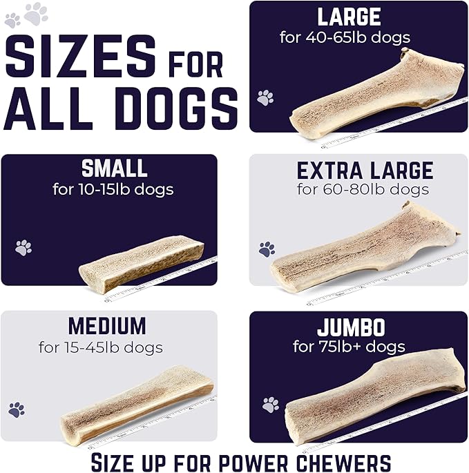Devil Dog Pet Co. Split Elk Antlers for Dogs, Medium 5"+, 1 Pack, Grade A Long Lasting Chew for Aggressive Chewers, Premium USA Naturally Shed Antler – Healthy, No Odor, Durable Dog Chew