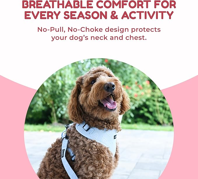 No Pull Neoprene Dog Harness and Leash Set for Small Dog, Neck(11.5–14 in), Adjustable Soft Mesh Design, Blue XS -Lightweight No Choke Fit, Step-in, Escape-Proof Comfort