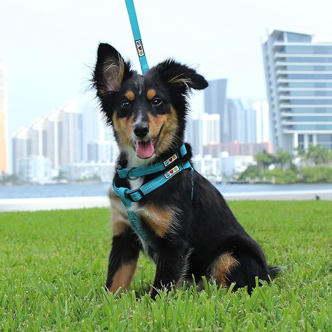 Pawtitas Recycled Dog Collar with Reflective Stitched Puppy Collar Made from Plastic Bottles Collected from Oceans Medium Living Coral