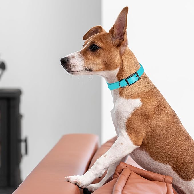 Dogline Biothane Coated Webbing Dog Collar with Black Metal Hardware: Durable Easy-Clean Everyday Collar for Dogs - Comfortable Adjustable Odor-Resistant Pet Collar, W3/4" x L15-18, Sky Blue
