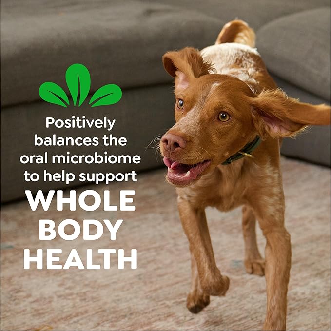 Greenies Veterinarian-Recommended Adult Natural Dental Dog Treats Petite Size, Original Flavor, 54 oz. Pack, 90 Count