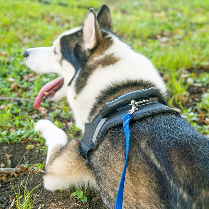 Hi Kiss Dog/Puppy Obedience Recall Training Agility Lead - 15ft 20ft 30ft 50ft 100ft Training Leash - Great for Training, Play, Camping, or Backyard Purple 50 Feet