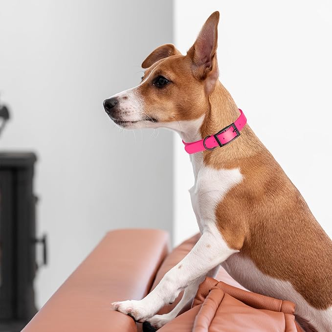 Dogline Biothane Coated Webbing Dog Collar with Black Metal Hardware: Durable Easy-Clean Everyday Collar for Dogs - Comfortable Adjustable Odor-Resistant Pet Collar, W1 x L22-25", Passionfruit Pink