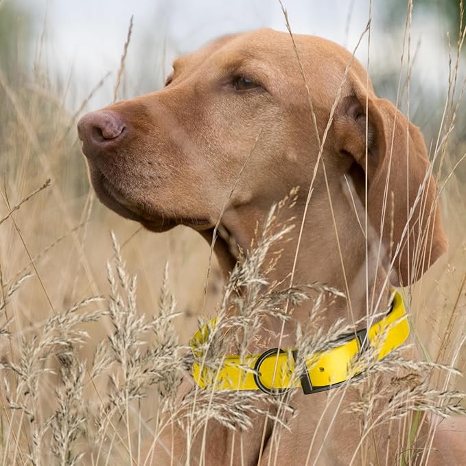 Dogline Biothane Coated Webbing Dog Collar with Black Metal Hardware: Durable Easy-Clean Everyday Collar for Dogs - Comfortable Adjustable Odor-Resistant Pet Collar, W3/4" x L15-18, Lemon Yellow