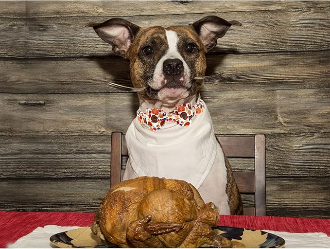 Lionheart glory Turkey Dog Bow Collar Bow Dog Collar Girl or Boy Dog Bowtie Pet Gift Thanksgiving Dog Collar for Medium Dogs