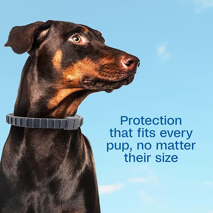 ADAMS Flea & Tick Collar Plus for Dogs & Puppies, 2 Pack, 12 Month Protection, Adjustable One Size, Kills Fleas, Ticks & Repels Mosquitoes, Excluding California