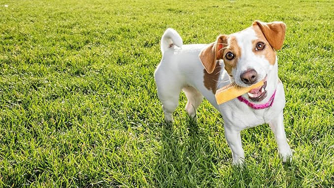 peaksNpaws Himalayan Yak Chews, High Protein Cheese Sticks, Lactose Free, Natural, Long Lasting Dog Treat for Aggressive Chewers Under 15 lbs, 4 Small Treat Sticks, 100% Eco-Friendly Packaging