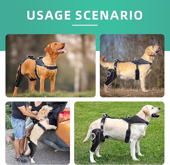 Dog Knee Brace for ACL/CCL Injuries,Torn Ligament,Pain Relief,Joint Warmth,Luxating Patella - Rear Leg Support,Black,Upgraded,Right Legs,(Size:M)