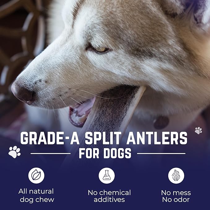 Devil Dog Pet Co. Split Elk Antlers for Dogs, Medium 5"+, 1 Pack, Grade A Long Lasting Chew for Aggressive Chewers, Premium USA Naturally Shed Antler – Healthy, No Odor, Durable Dog Chew