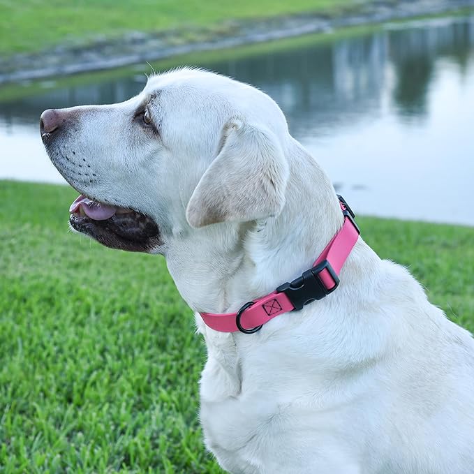 Dogline Durable Biothane Waterproof Collar for Dogs - Odor-Resistant Coated Webbing, Quick-Release Design, Comfortable Adjustable Fit, 1" W by 15-25" L, Passionfruit Pink