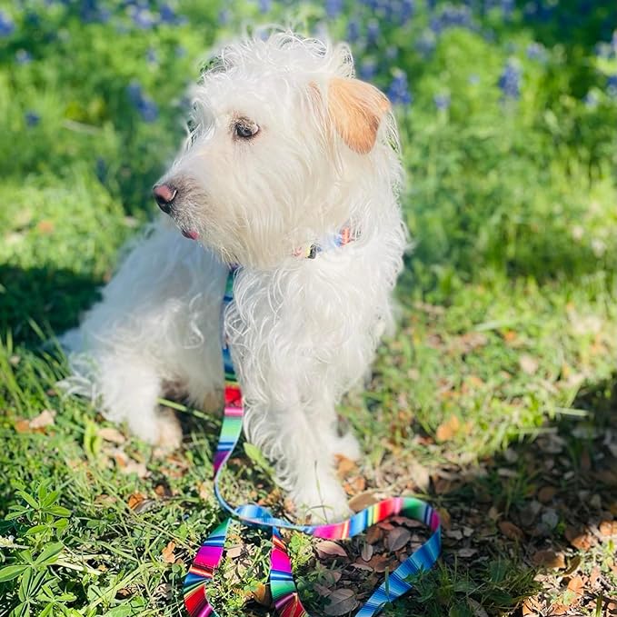 Lucky Love Dog - Adjustable Dog Collar and Leash Set with Easy Click Buckle for Small to Large Dogs, Durable, & Comfortable Collar for Male & Female Dogs, Puppies & Adult Ones - Nacho Combo, Medium