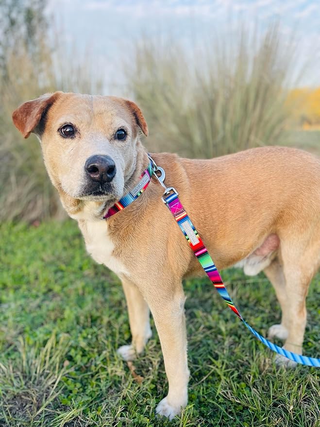 Lucky Love Dog - Adjustable Dog Collar with Easy Click Buckle for Small to Large Dogs, Durable, & Comfortable for Male & Female Dogs, Pet Collar for Puppies & Adult Ones - Nacho, XL