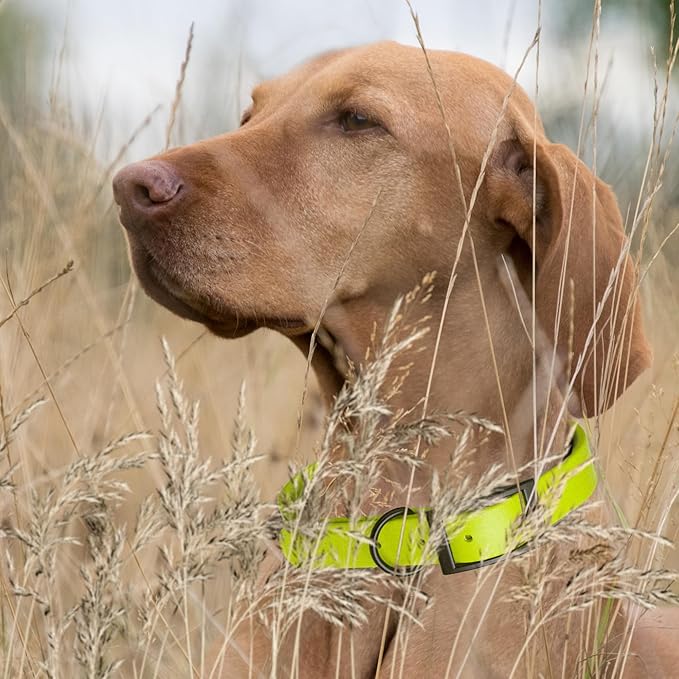 Dogline Biothane Coated Webbing Dog Collar with Black Metal Hardware: Durable Easy-Clean Everyday Collar for Dogs - Comfortable Adjustable Odor-Resistant Pet Collar, W3/4" x L15-18, Safety Yellow