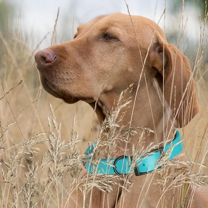 Dogline Biothane Coated Webbing Dog Collar with Black Metal Hardware: Durable Easy-Clean Everyday Collar for Dogs - Comfortable Adjustable Odor-Resistant Pet Collar, W1/2" x L9-12, Sky Blue