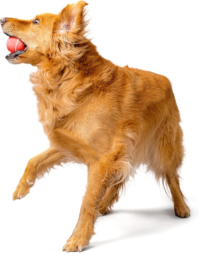 Playology Dog Toys | Variety Gift Box Set of Toys for Medium Dogs | Medium Beef Scented Dual Layer Bone, Squeaky Chew Ball, and Chew Stick - Easy to Clean and Made from Non Toxic Material