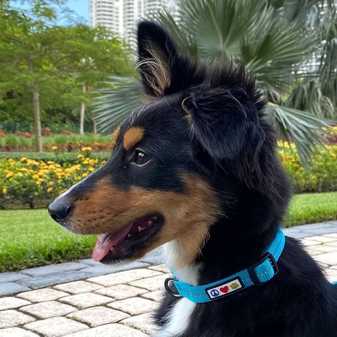 Pawtitas Recycled Dog Collar with Reflective Stitched Puppy Collar Made from Plastic Bottles Collected from Oceans Extra Small Blue Ocean