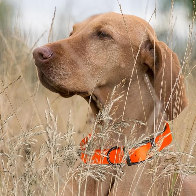 Dogline Biothane Coated Webbing Dog Collar with Black Metal Hardware: Durable Easy-Clean Everyday Collar for Dogs - Comfortable Adjustable Odor-Resistant Pet Collar, W3/4" x L15-18, Hunter Orange