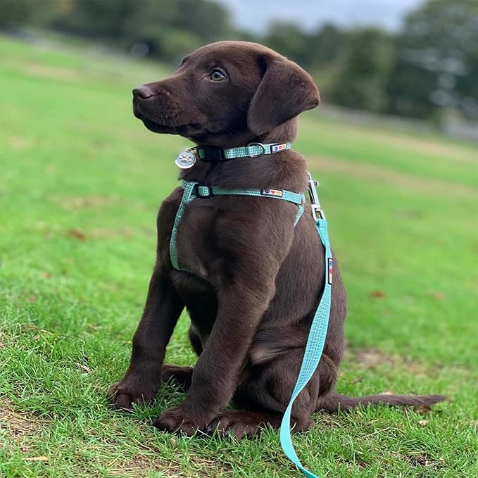 Pawtitas Reflective Dog Collar - Adjustable, Large Dog & Puppy Collar - Teal