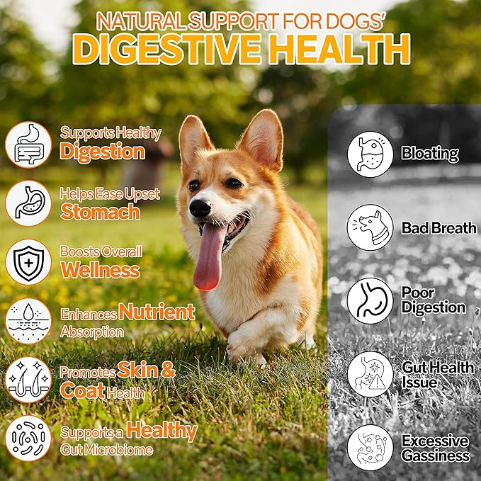 Probiotics for Dogs,6 Digestive Probiotics & 6 Enzymes for Gut Health,Digestion & Gut Support,Helps Diarrhea, Yeast Infection, Upset Stomach,Allergies & Immune System Support-150 Chews