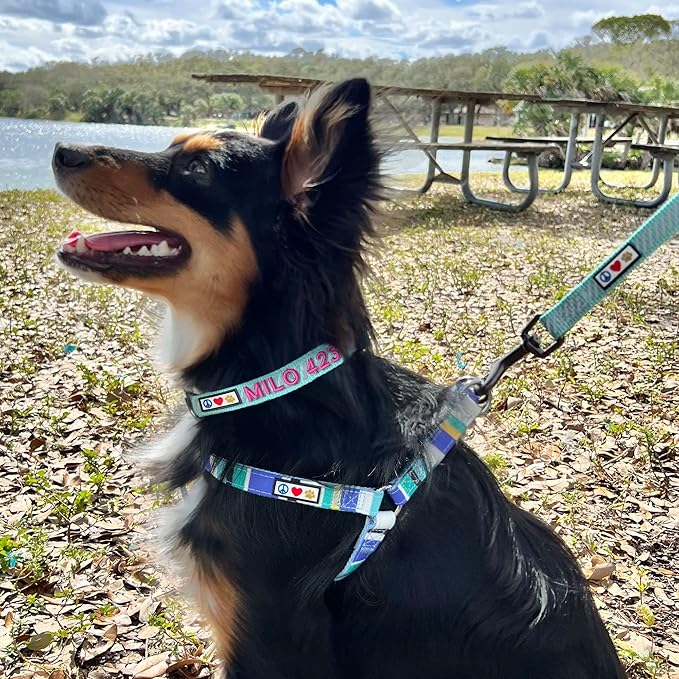 Pawtitas Reflective Dog Collar Reflective Thread Reflective Dog Collar Personalized Name Phone Number Adjustable Collar for Small Dogs Small Puppy Blue Dog Collar Extra Small Breeds