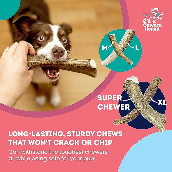 Onward Hound Elk Antlers for Dogs, 7"+ Large 1-Pack, Grade A Long Lasting Chew for Aggressive Chewers, Premium USA Naturally Shed Antler - Healthy, No Odor, Durable Dog Chew for 30-65lb Breeds